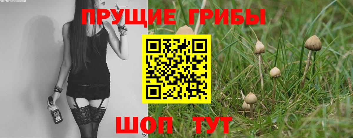 Галлюциногенные грибы Psilocybine cubensis Октябрьский